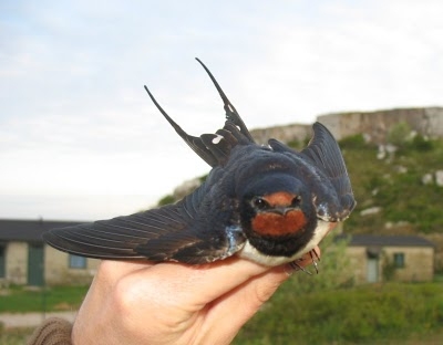 Barn Swallow, Sundre 20080516